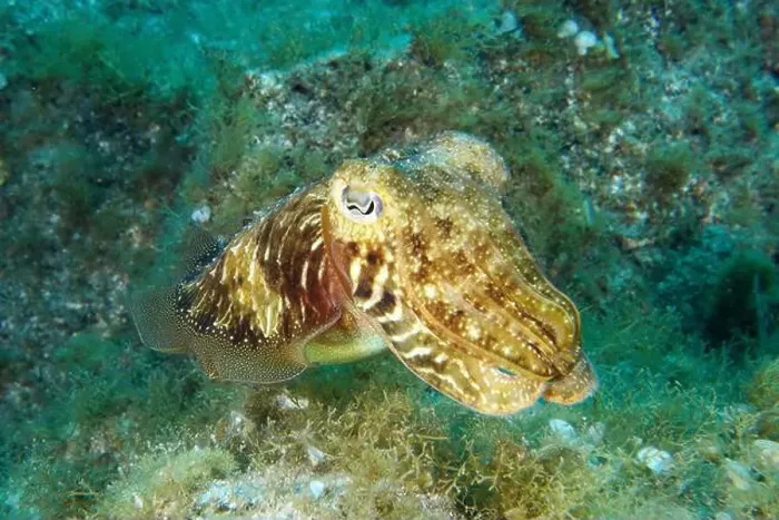 Framed Print : Common cuttlefish (Sepia officinalis) moves across a seabed overgrown with plants Framed Print : Common cuttlefish (Sepia officinalis) moves across a seabed overgrown with plants