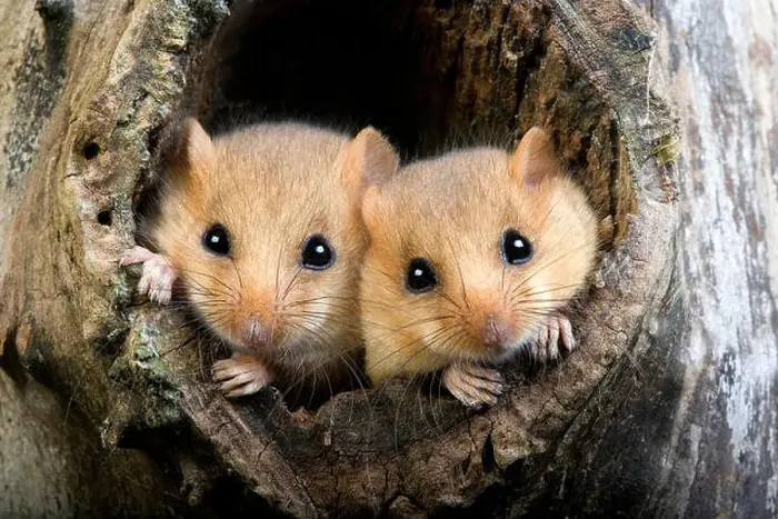 Framed Print : Common Dormouse, muscardinus avellanarius, Pair at Nest Entrance, Normandy Framed Print : Common Dormouse, muscardinus avellanarius, Pair at Nest Entrance, Normandy
