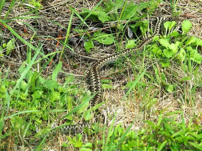 Framed Print : Common European adder, vipera berus Framed Print : Common European adder, vipera berus