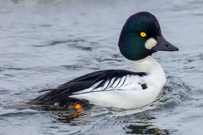 Framed Print : A Common Goldeneye male in winter Framed Print : A Common Goldeneye male in winter