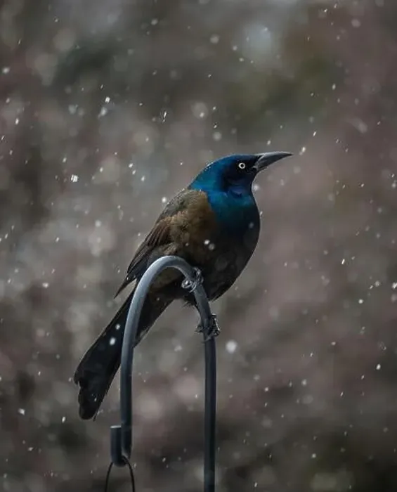 Framed Print : Common grackle bird perched on metal hook on a snowy day Framed Print : Common grackle bird perched on metal hook on a snowy day