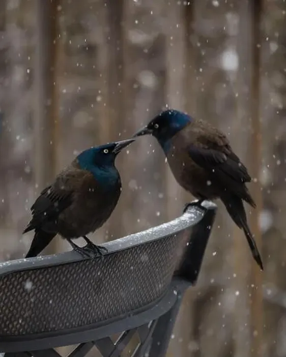 Framed Print : Common grackle birds perched on metal chair on a snowy day Framed Print : Common grackle birds perched on metal chair on a snowy day