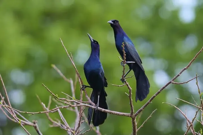 Framed Print : Common Grackle (Quiscalus quiscula) Framed Print : Common Grackle (Quiscalus quiscula)