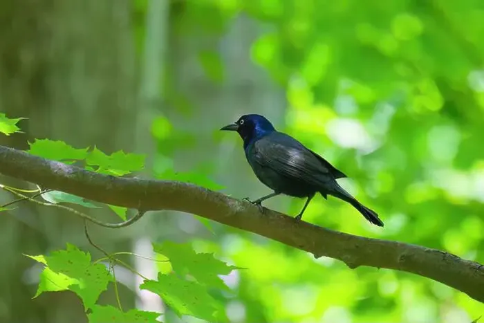 Framed Print : The common grackle (Quiscalus quiscula) is a bird found in large numbers through much of North America Framed Print : The common grackle (Quiscalus quiscula) is a bird found in large numbers through much of North America