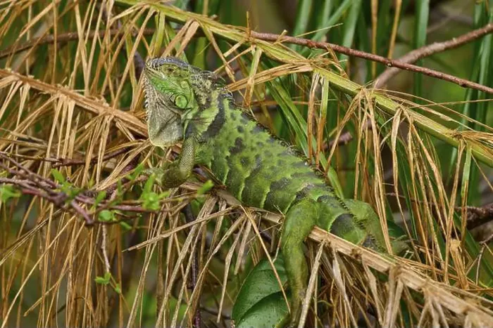 Framed Print : Common Green iguana (Iguana iguana), on dry palm leaf, Wakodahatchee Wetlands, Delray Beach, Florida, USA, North America Framed Print : Common Green iguana (Iguana iguana), on dry palm leaf, Wakodahatchee Wetlands, Delray Beach, Florida, USA, North America