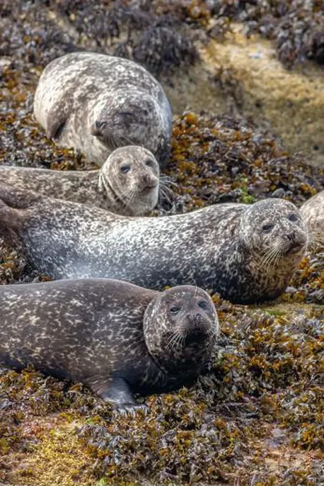 Framed Print : Common harbor seals, Phoca vitulina, hauled out resting on rocks with seaweed near Mallaig Scotland Framed Print : Common harbor seals, Phoca vitulina, hauled out resting on rocks with seaweed near Mallaig Scotland