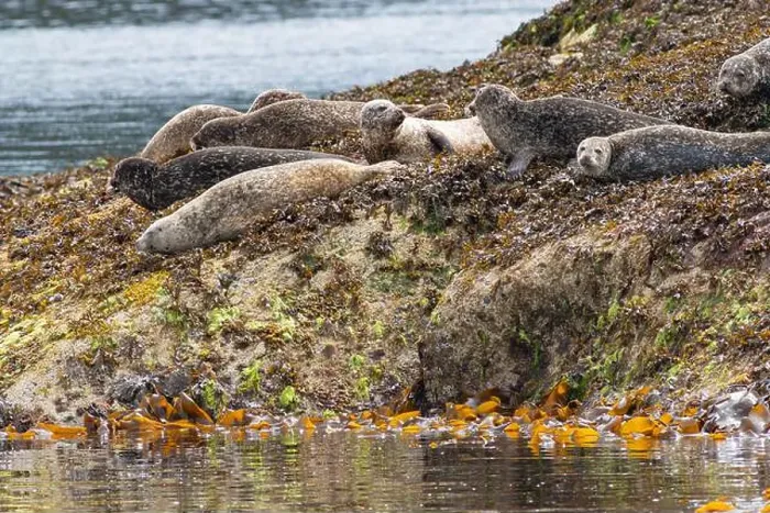 Framed Print : Common harbor seals, Phoca vitulina, hauled out resting on rocks with seaweed near Mallaig Scotland Framed Print : Common harbor seals, Phoca vitulina, hauled out resting on rocks with seaweed near Mallaig Scotland