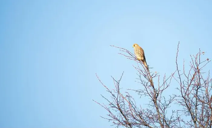 Framed Print : Common kestrel sitting on a tree, Falco tinnunculus wildlife, raptor bird of prey, habitat, blue sky Framed Print : Common kestrel sitting on a tree, Falco tinnunculus wildlife, raptor bird of prey, habitat, blue sky