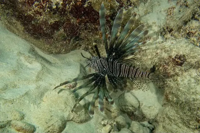 Framed Print : A Common Lionfish (Pterois volitans) in the Caribbean Sea Framed Print : A Common Lionfish (Pterois volitans) in the Caribbean Sea