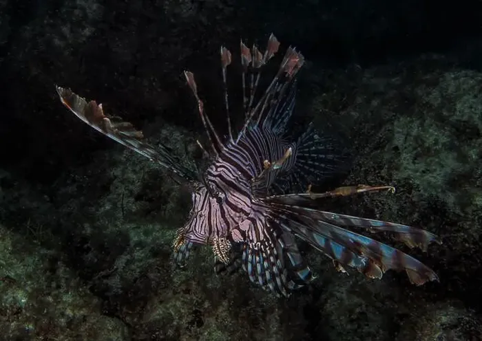 Framed Print : A Common Lionfish (Pterois volitans) in the Caribbean Sea Framed Print : A Common Lionfish (Pterois volitans) in the Caribbean Sea