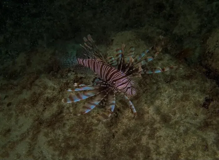 Framed Print : A Common Lionfish (Pterois volitans) in the Caribbean Sea Framed Print : A Common Lionfish (Pterois volitans) in the Caribbean Sea