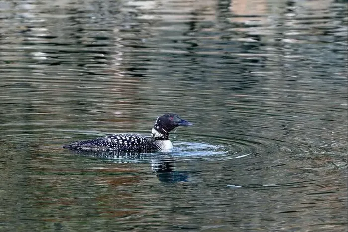 Framed Print : A common loon gliding on a lake in Blaine, WA, USA Framed Print : A common loon gliding on a lake in Blaine, WA, USA