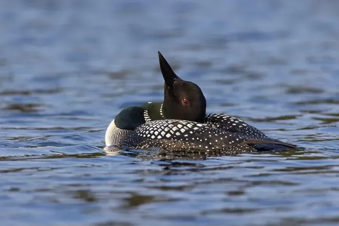 Framed Print : common loon or great northern diver (Gavia immer) Framed Print : common loon or great northern diver (Gavia immer)