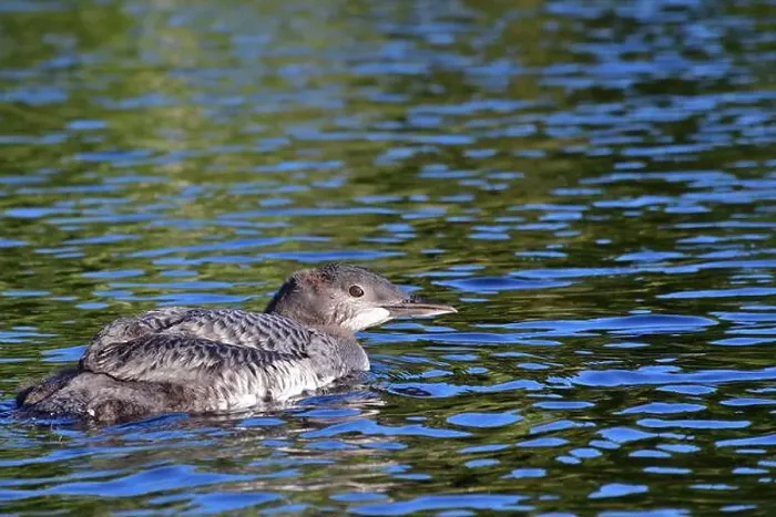 Framed Print : Common loon immature. Young Gavia immer Framed Print : Common loon immature. Young Gavia immer