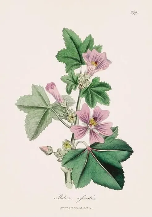 Framed Print : Common mallow. Botanical Illustration: Antique Medical Botanical Artwork from a 19th-century Botany Book Plate Framed Print : Common mallow. Botanical Illustration: Antique Medical Botanical Artwork from a 19th-century Botany Book Plate