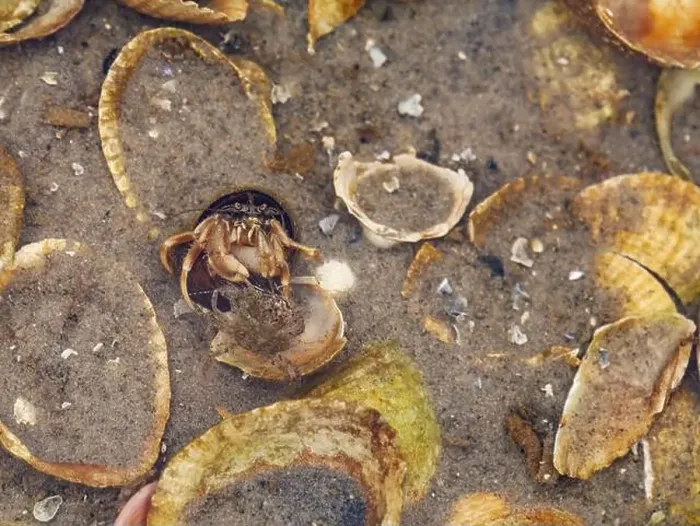 Framed Print : Common marine hermit crab, Pagurus bernhardus, fighting with prey in pool at low tide in Wadden Sea, Germany Framed Print : Common marine hermit crab, Pagurus bernhardus, fighting with prey in pool at low tide in Wadden Sea, Germany