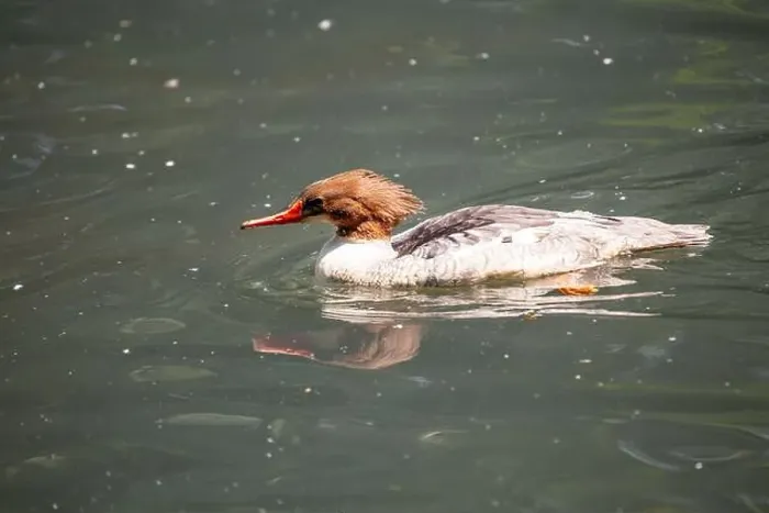Framed Print : The Common Merganser (Mergus merganser) is a diving duck found in North America and Eurasia Framed Print : The Common Merganser (Mergus merganser) is a diving duck found in North America and Eurasia