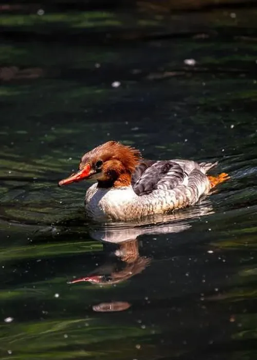 Framed Print : The Common Merganser (Mergus merganser) is a diving duck found in North America and Eurasia Framed Print : The Common Merganser (Mergus merganser) is a diving duck found in North America and Eurasia