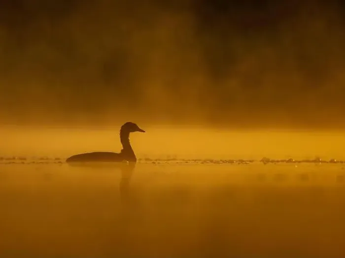Framed Print : Common moorhen floating on the water at sunset, beautiful orange color scenery Framed Print : Common moorhen floating on the water at sunset, beautiful orange color scenery
