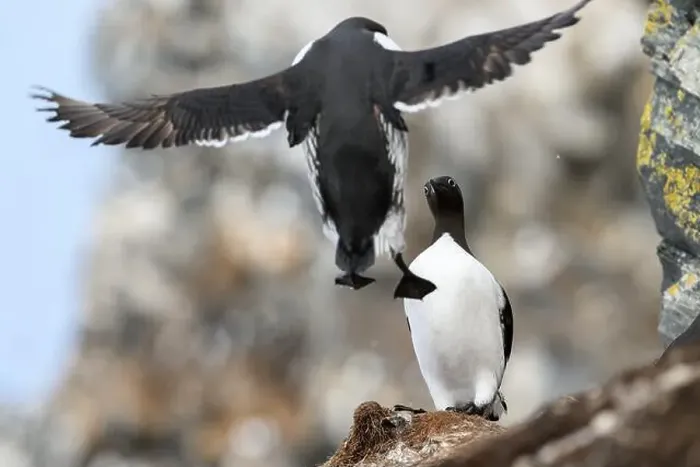 Framed Print : Common murre, common guillemot (Uria aalge) at Hornøya island, Norway