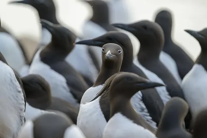 Framed Print : Common murre, common guillemot (Uria aalge) at Hornøya island, Norway