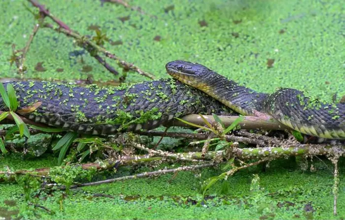 Framed Print : Common (or northern, eastern) watersnake (Nerodia sipedon) sunbathing in duckweed, High Island, Texas, USA Framed Print : Common (or northern, eastern) watersnake (Nerodia sipedon) sunbathing in duckweed, High Island, Texas, USA