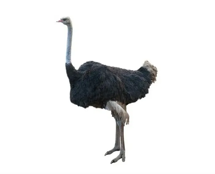 Framed Print : The common ostrich is a species of large flightless bird native to certain large areas of Africa in the order Framed Print : The common ostrich is a species of large flightless bird native to certain large areas of Africa in the order