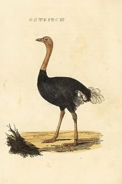 Common ostrich, Struthio camelus. Ostrich. Handcoloured woodblock engraving from The Natural History of Birds, published by Brightly and Childs