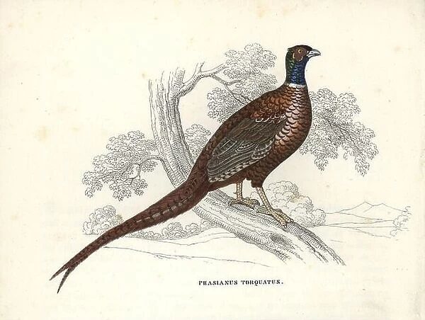 Common pheasant, Phasianus colchicus (Phasianus torquatus). Handcoloured lithograph from Georg Friedrich Treitschke's Gallery of Natural History