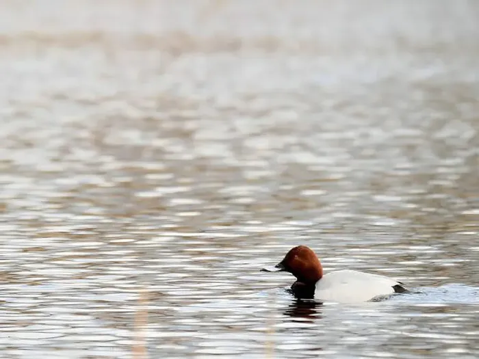 Framed Print : Common Pochard on the Water Framed Print : Common Pochard on the Water