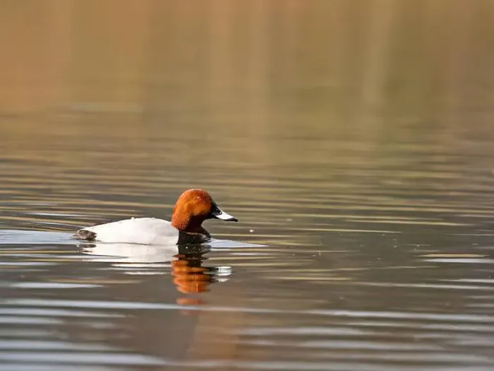 Framed Print : Common Pochard on the Water Framed Print : Common Pochard on the Water