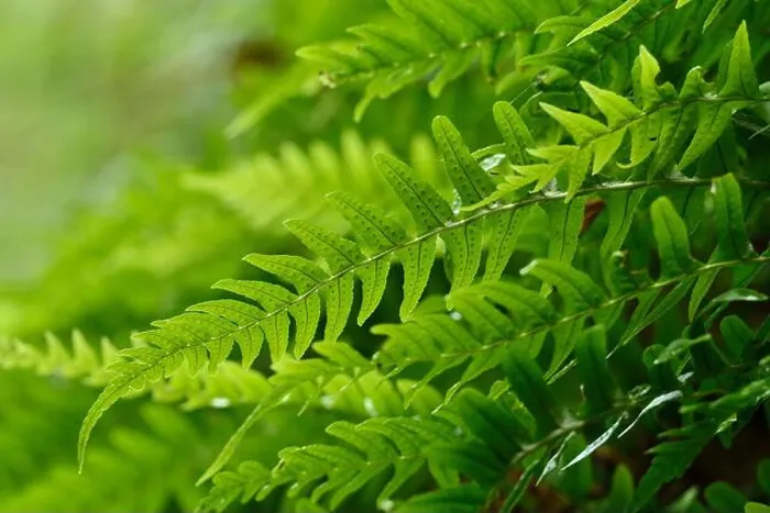 Framed Print : Common Polypody Fern (Polypodium vulgare) fronds growing out of damp Framed Print : Common Polypody Fern (Polypodium vulgare) fronds growing out of damp