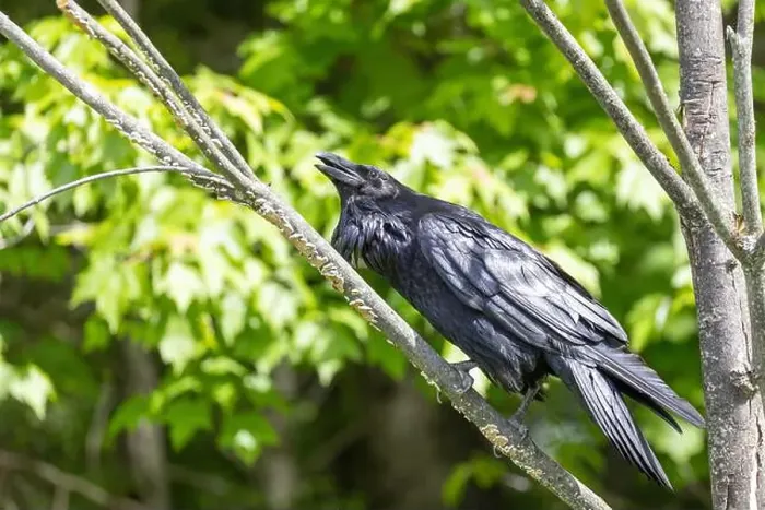 Framed Print : common raven (Corvus corax) Framed Print : common raven (Corvus corax)