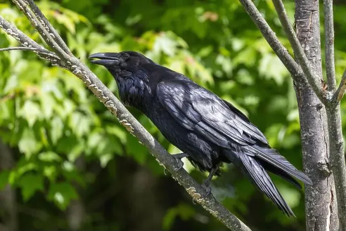 Framed Print : common raven (Corvus corax) Framed Print : common raven (Corvus corax)