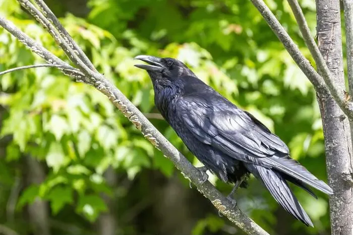 Framed Print : common raven (Corvus corax) Framed Print : common raven (Corvus corax)