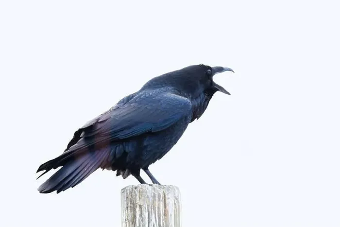 Framed Print : common raven or northern raven (Corvus corax) in winter Framed Print : common raven or northern raven (Corvus corax) in winter