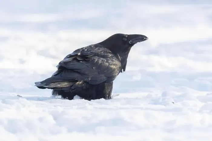 Framed Print : common raven or northern raven (Corvus corax) in winter Framed Print : common raven or northern raven (Corvus corax) in winter