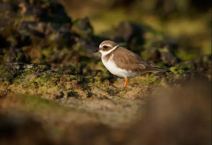 Framed Print : Common ringed or Ringed plover - Charadrius hiaticula small wading bird Framed Print : Common ringed or Ringed plover - Charadrius hiaticula small wading bird