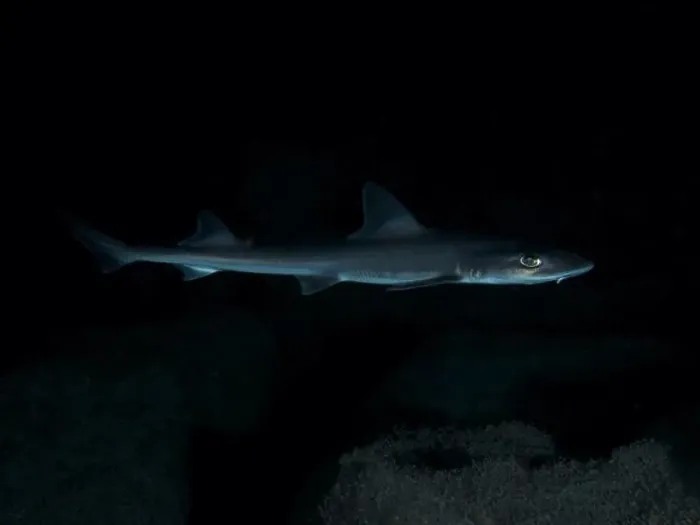 Framed Print : A Common smooth-hound (Mustelus mustelus) swims in the darkness of the sea Framed Print : A Common smooth-hound (Mustelus mustelus) swims in the darkness of the sea