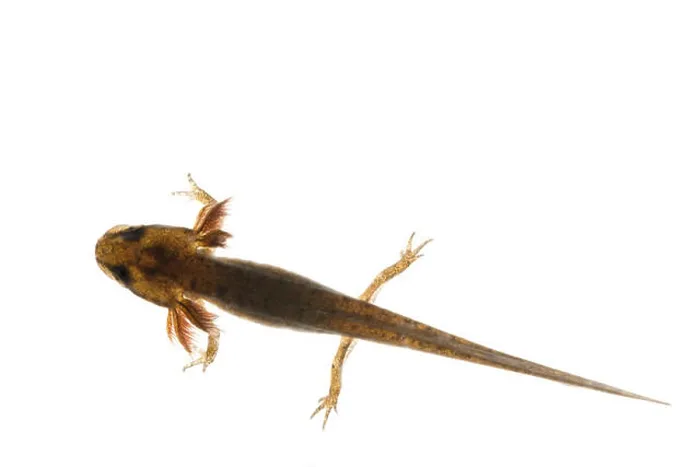 Framed Print : common smooth newt advanced larvae legs developing with external feathery gills will leave pond late summer or autumn Framed Print : common smooth newt advanced larvae legs developing with external feathery gills will leave pond late summer or autumn