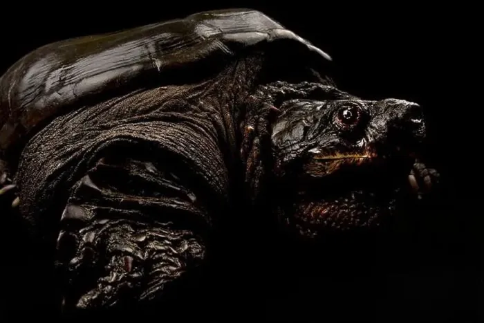 Framed Print : Common snapping turtle (Chelydra serpentina) Framed Print : Common snapping turtle (Chelydra serpentina)