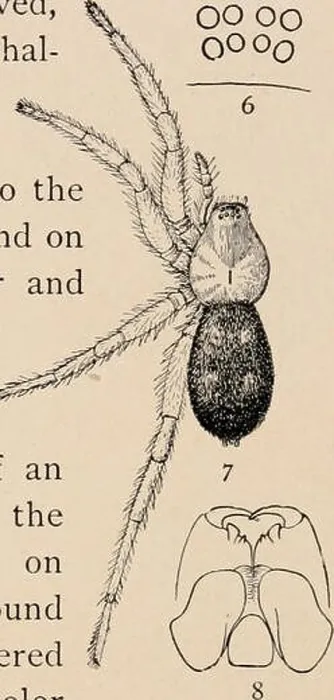 Framed Print : The common spiders of the United States. Spiders -- United States. THE DRASSID / E 3 oooo OOOq 4% Framed Print : The common spiders of the United States. Spiders -- United States. THE DRASSID / E 3 oooo OOOq 4%