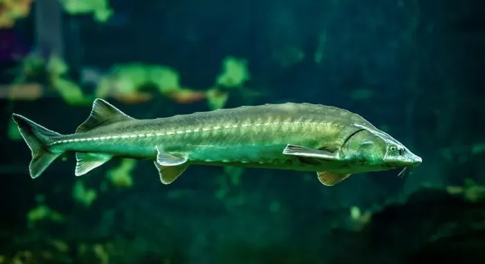 Framed Print : Common sturgeon or European sea sturgeon (Acipenser sturio) Framed Print : Common sturgeon or European sea sturgeon (Acipenser sturio)