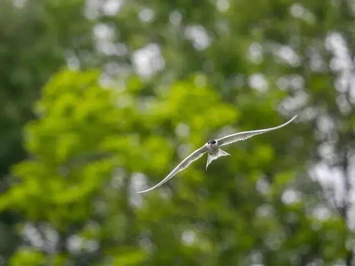 Framed Print : Common tern in flight against a background of greenery Framed Print : Common tern in flight against a background of greenery