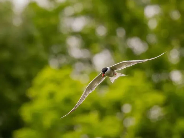 Framed Print : Common tern in flight against a background of greenery Framed Print : Common tern in flight against a background of greenery