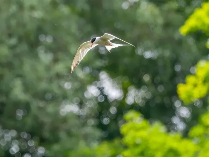 Framed Print : Common tern in flight against a background of greenery Framed Print : Common tern in flight against a background of greenery