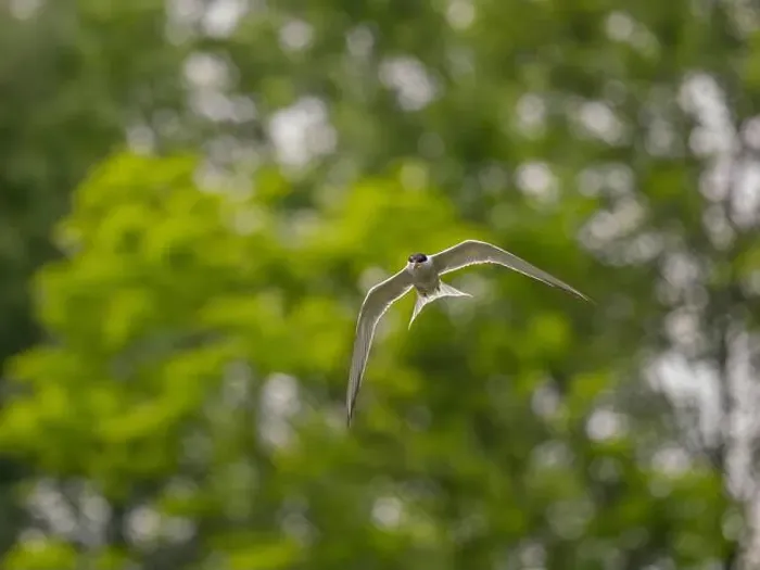 Framed Print : Common tern in flight against a background of greenery Framed Print : Common tern in flight against a background of greenery