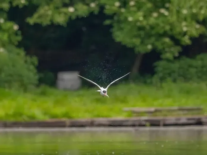 Framed Print : Common tern in flight against a background of greenery Framed Print : Common tern in flight against a background of greenery