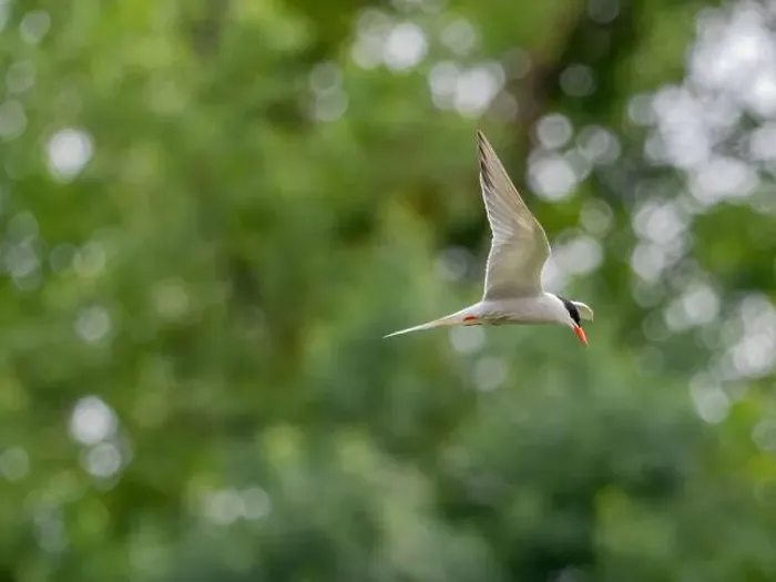 Framed Print : Common tern in flight against a background of greenery Framed Print : Common tern in flight against a background of greenery