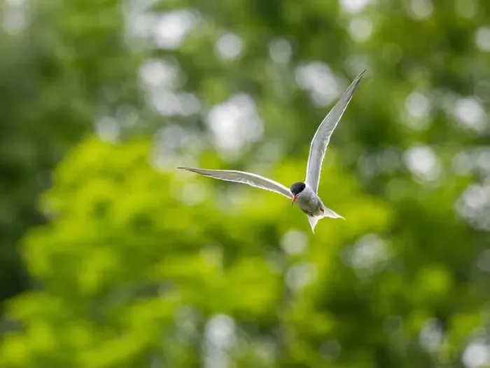 Framed Print : Common tern in flight against a background of greenery Framed Print : Common tern in flight against a background of greenery